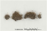 藏品(小曲尾苔屬)的圖片